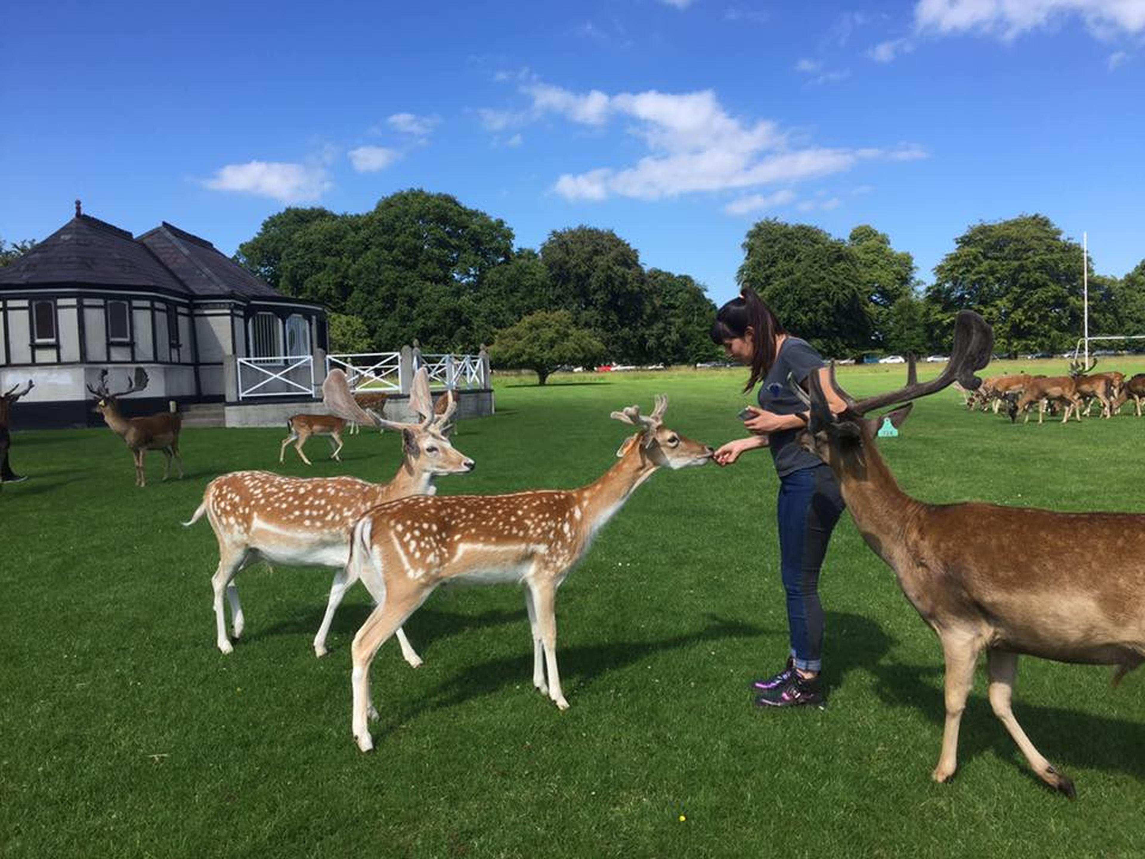 Estudiante argentina durante un viaje de estudio a Irlanda, visitando Phoenix Park en Dublín con Global Studies.